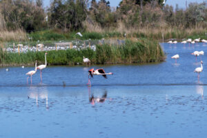 Flamingos in einer von Schilf gesäumten Lagune der Camargue.