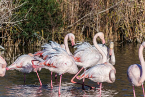 Flamingos stehen im flachen Wasser vor dem Schilfgürtel im Vogelpark Pont de Gau.