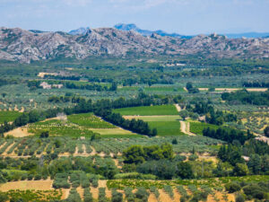 Olivenhaine und Felder vor dem Massif des Alpilles bei Les Baux-de-Provence