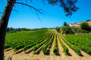 Weinberge der AOC Bandol im Hinterland der Provence