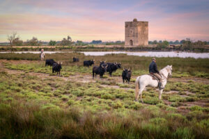Stiere und Gardians in der Camargue – typische Landschaft mit Weideflächen.