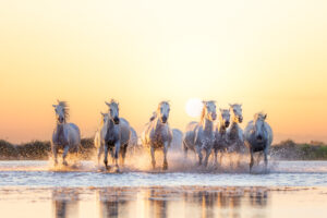 Weiße Camargue-Pferde galoppieren durch flaches Wasser – typisch für die wilde Natur der Camargue in Südfrankreich.