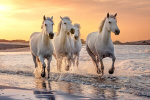 Weiße Camargue-Pferde galoppieren bei Sonnenuntergang durch flaches Meerwasser.