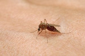 Innerhalb weniger Wochen hat sich im Süden Frankreichs zum zweiten Mal ein Mensch mit dem Dengue-Fieber angesteckt. Auch Touristen sollten alarmiert sein.
