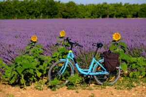 Blaues Fahrrad mit Gepäcktasche vor einem blühenden Lavendelfeld und Sonnenblumen