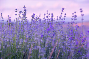 Nahaufnahme blühender Lavendelblüten in der Provence bei sanftem Abendlicht.
