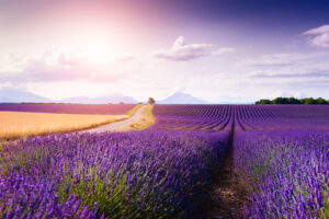 Blühende Lavendelfelder mit Feldweg und Bergen in der Provence
