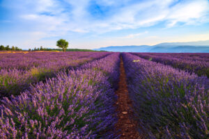 Lavendelblüte bei Sault in der Provence mit weitem Blick.