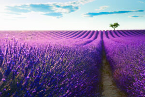 Unendliche Reihen violetter Lavendelfelder in der Provence bei strahlendem Sommerhimmel.