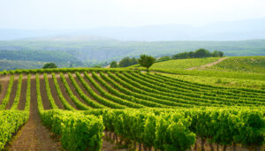 Weinberge im Luberon mit Reihen von Rebstöcken und provenzalischer Landschaft