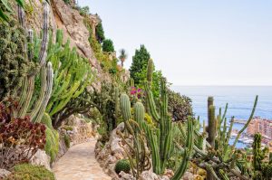 Der Exotische Garten von Monaco ist ein im Jahr 1933 eröffneter botanischer Garten.