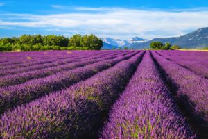 Valensole ist eine charmante Gemeinde in der Region Provence-Alpes-Côte d'Azur im Südosten Frankreichs. Sie liegt im Herzen des Valensole-Plateaus, das für seine atemberaubenden Lavendelfelder bekannt ist.