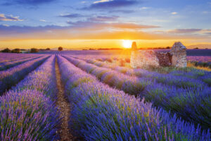 Sonnenuntergang über den Lavendelfeldern von Valensole in der Provence.