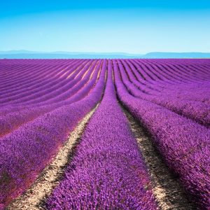 Der Lavendel ist das Markenzeichen der Region Provence und Côte d'Azur. Der sanfte Geruch und die schöne Optik bleiben jedem Touristen im Kopf.