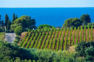 Weinberge bei Ramatuelle vor dem Mittelmeer