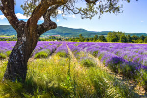 Lavendelfeld mit altem Baum bei Sault in der Hochprovence