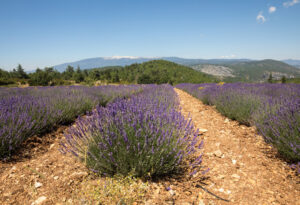 Lavendelfeld auf dem Plateau de Sault mit Blick auf den Mont Ventoux