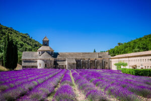 Abtei Sénanque bei Gordes mit blühendem Lavendelfeld