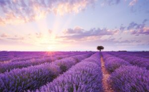 Das Valensole-Plateau ist eine berühmte Region in der Provence, im Südosten Frankreichs, die vor allem für ihre ausgedehnten Lavendelfelder bekannt ist.